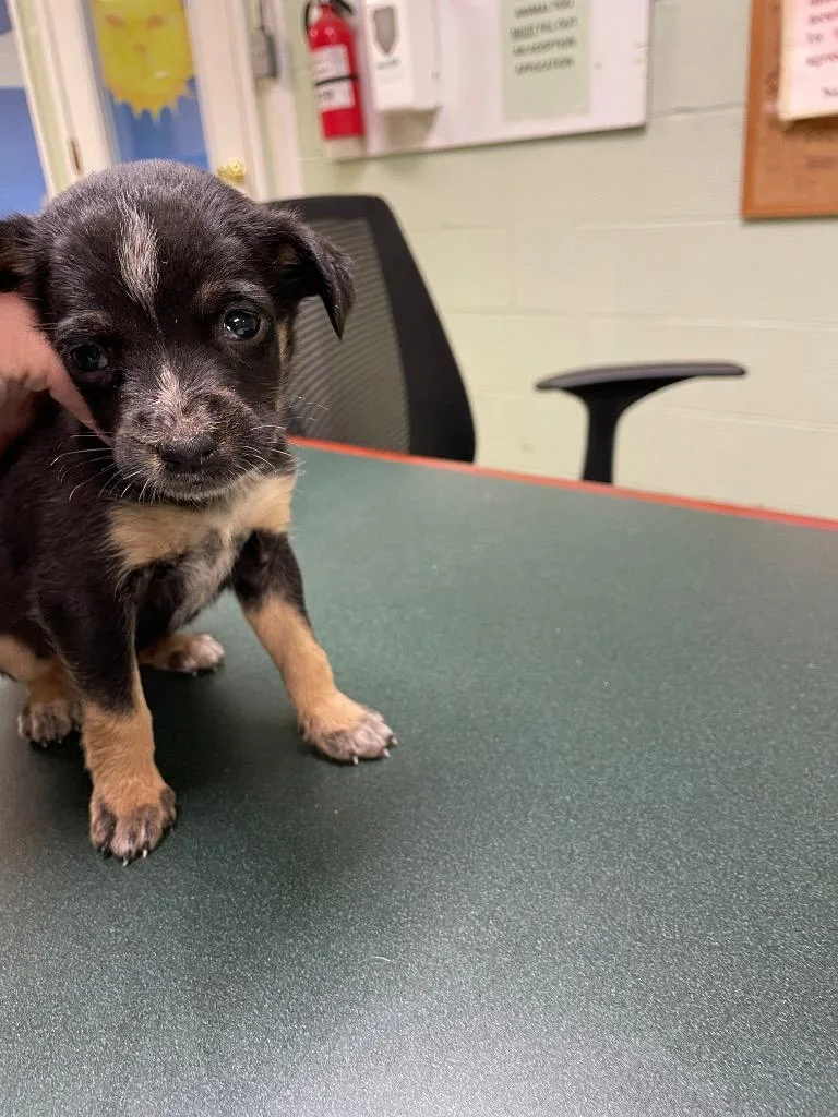 A baby medium-sized female Australian Kelpie dog named Edith for adoption in Ada, OK