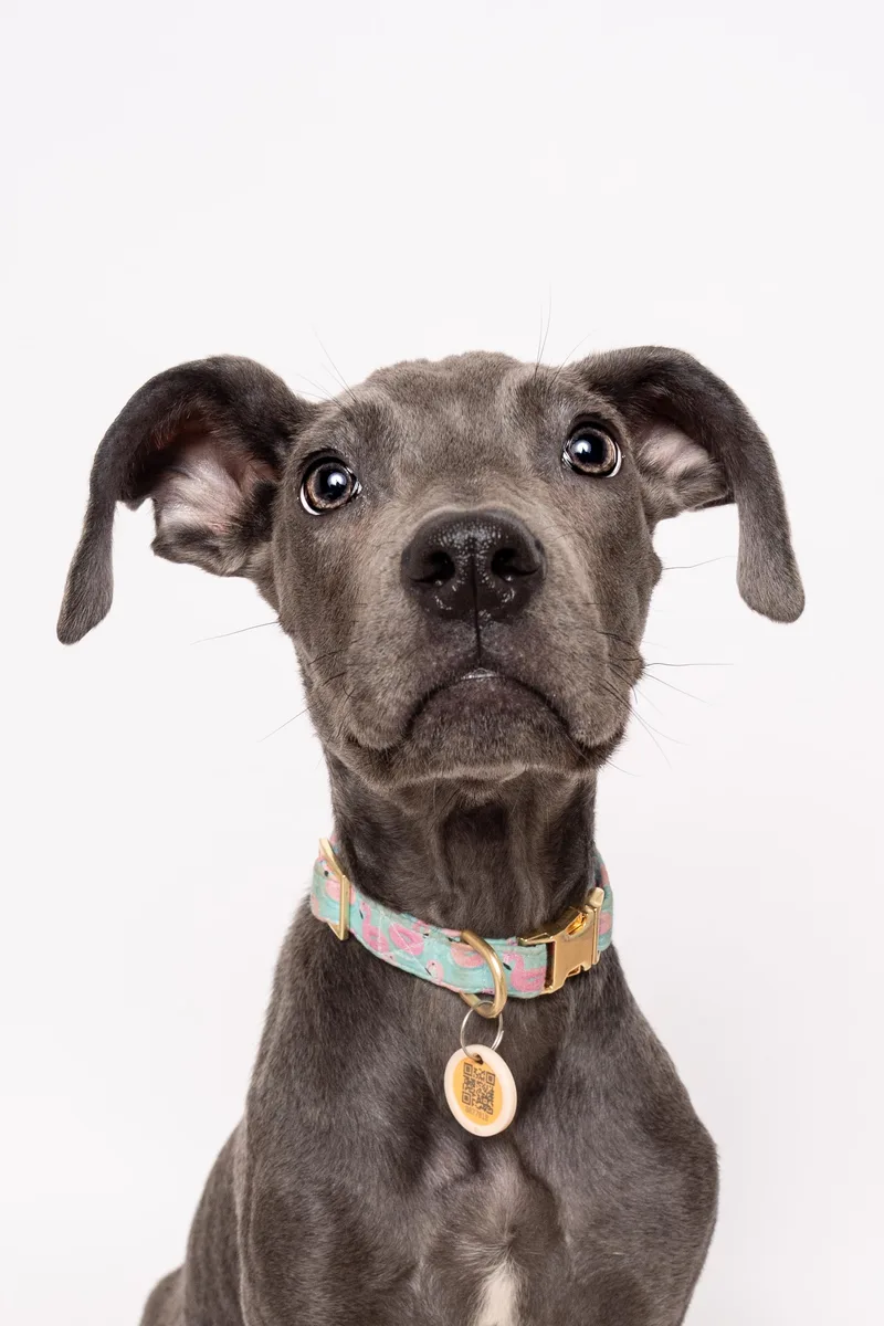 A baby medium-sized female Gray / Blue / Silver Mixed Breed dog named Dumbo for adoption in Evanston, IL