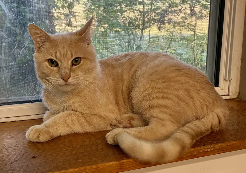 Kenworth “ken” thumbnail 2