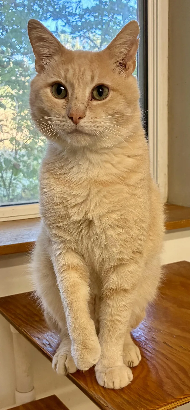 Kenworth “ken” thumbnail 3