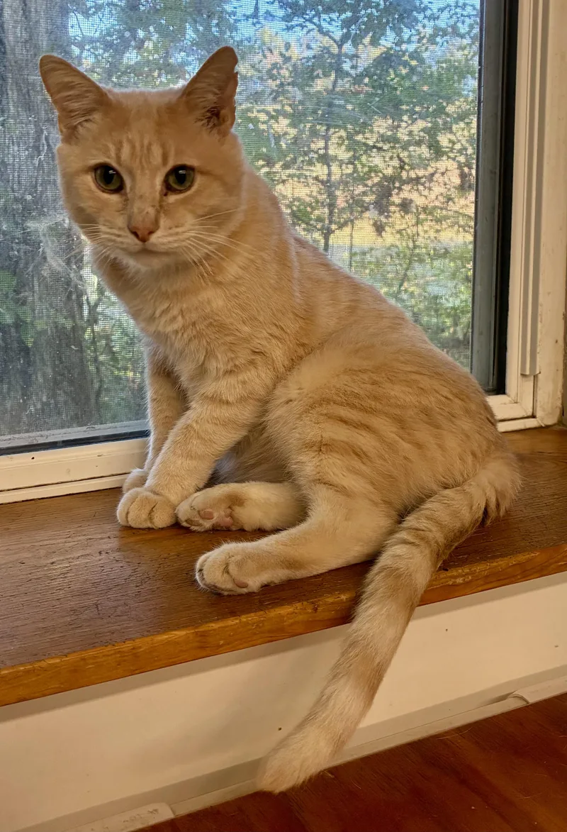 Kenworth “ken” thumbnail 4