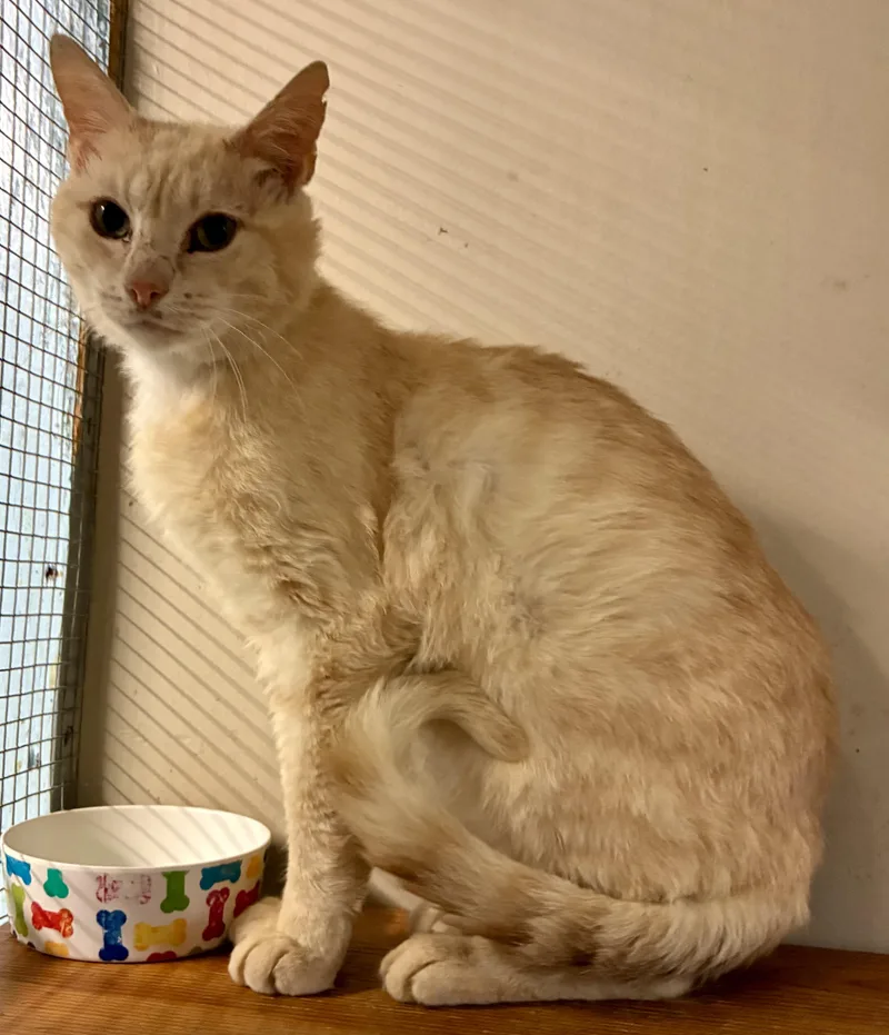 Kenworth “ken” thumbnail 5