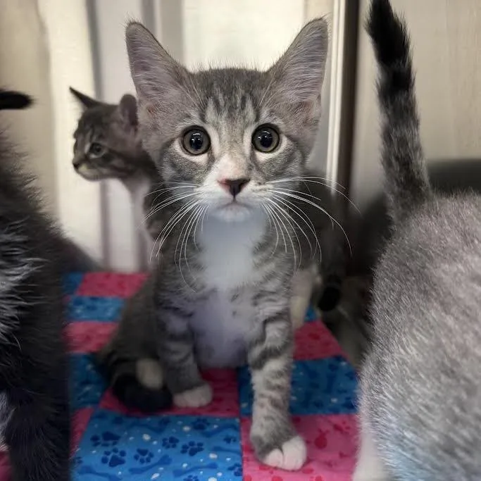 A baby small-sized male Gray / Blue / Silver Domestic Short Hair cat named Winter for adoption in Grantsville, UT