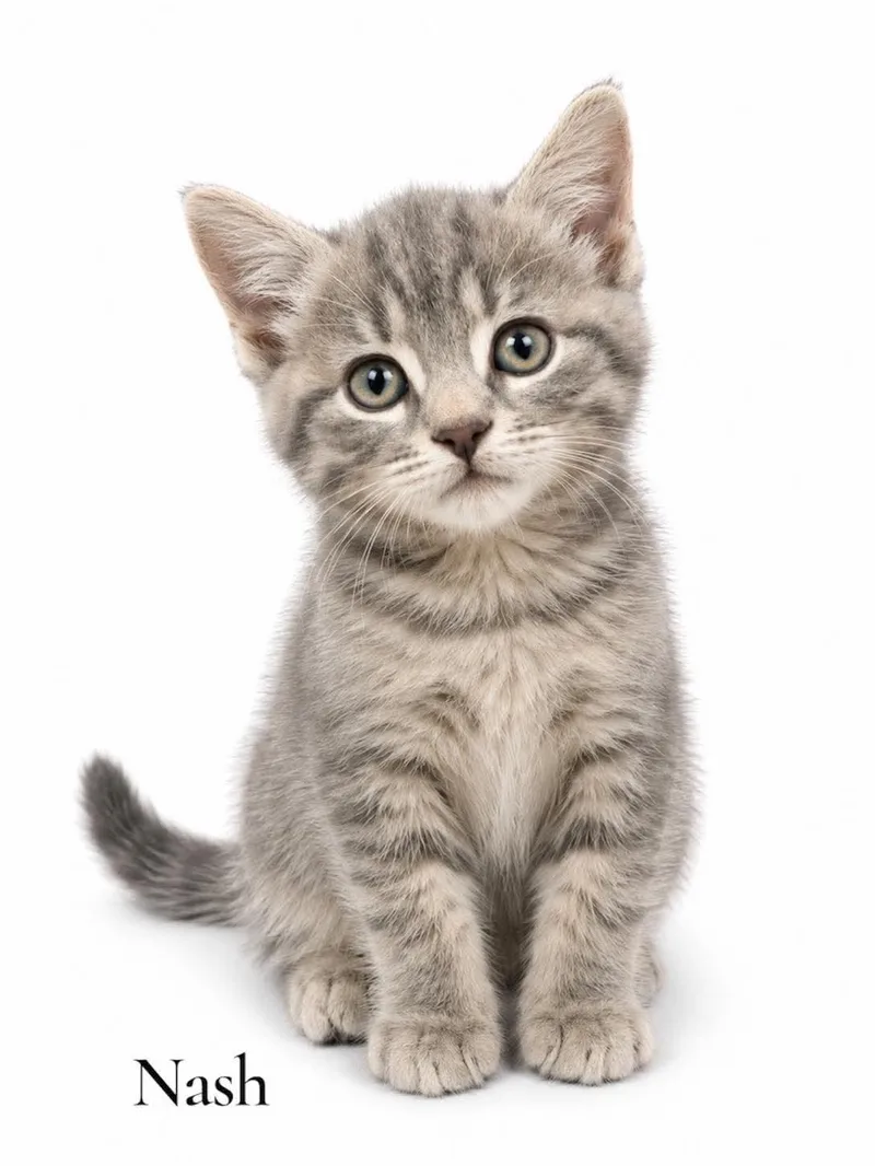 A baby medium-sized male Tabby (Gray / Blue / Silver) Domestic Short Hair cat named Nash for adoption in Stevensville, MI