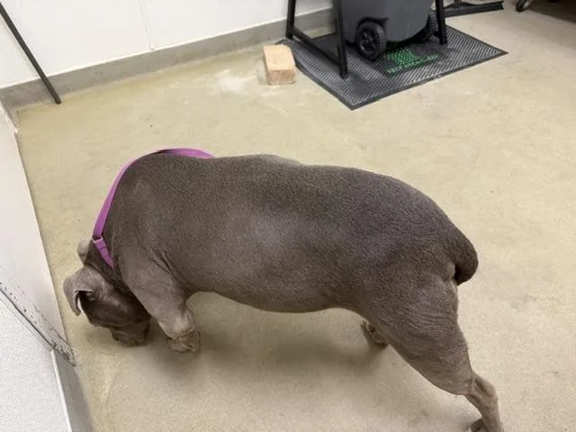 An adult medium-sized female Gray / Blue / Silver Mixed Breed dog named Strawberry for adoption in Hobbs, NM