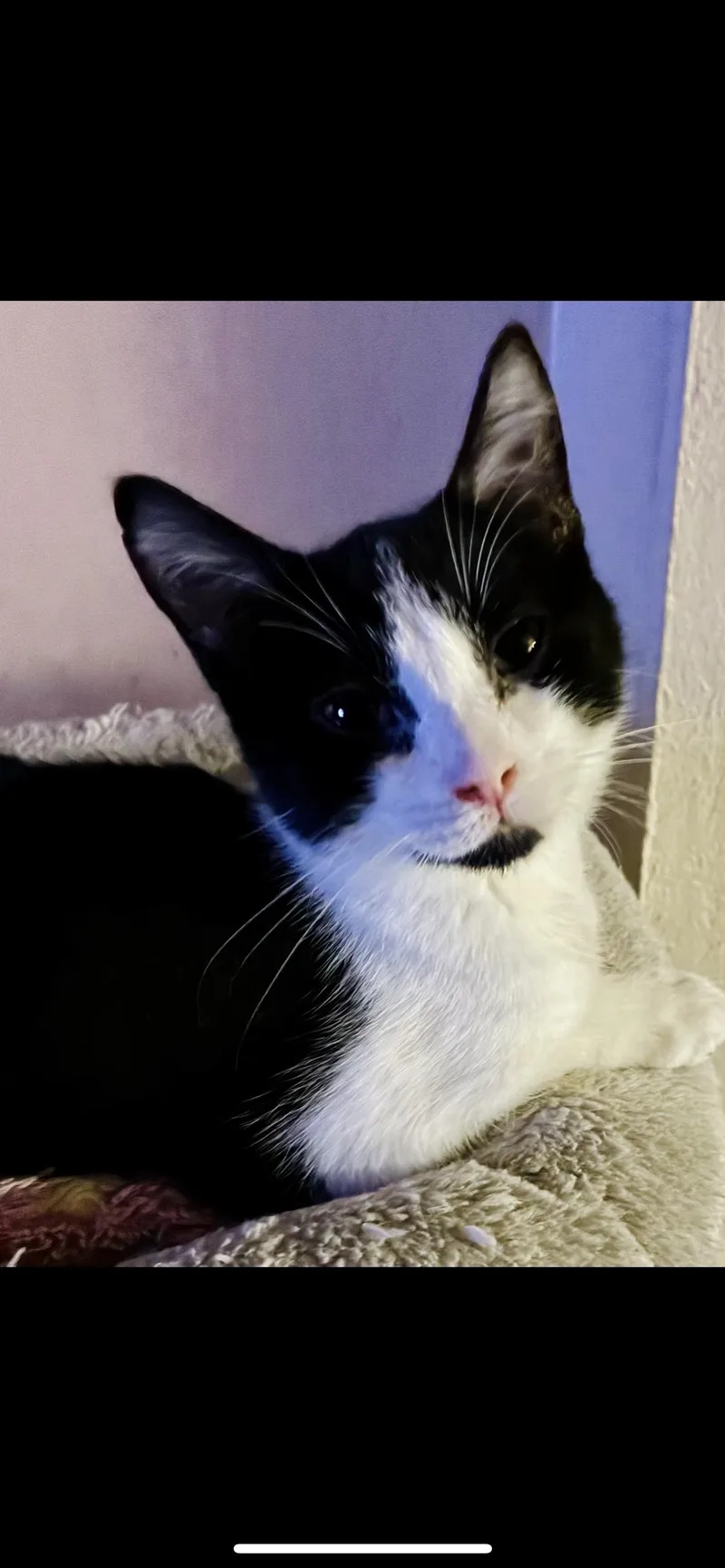 A baby medium-sized male Black & White / Tuxedo Tuxedo cat named Rain for adoption in Fresno, CA