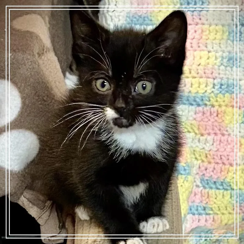 A baby small-sized female Black American Shorthair cat named Dizzy for adoption in Monroe, MI