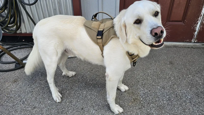 An adult large-sized male White / Cream Labrador Retriever dog named Nicco for adoption in Lexington, KY