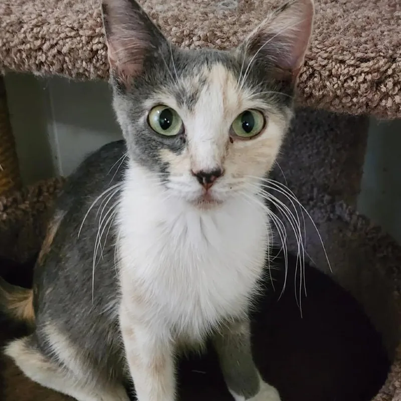 An adult small-sized female Tortoiseshell Domestic Short Hair cat named Trixie for adoption in Las Vegas, NV