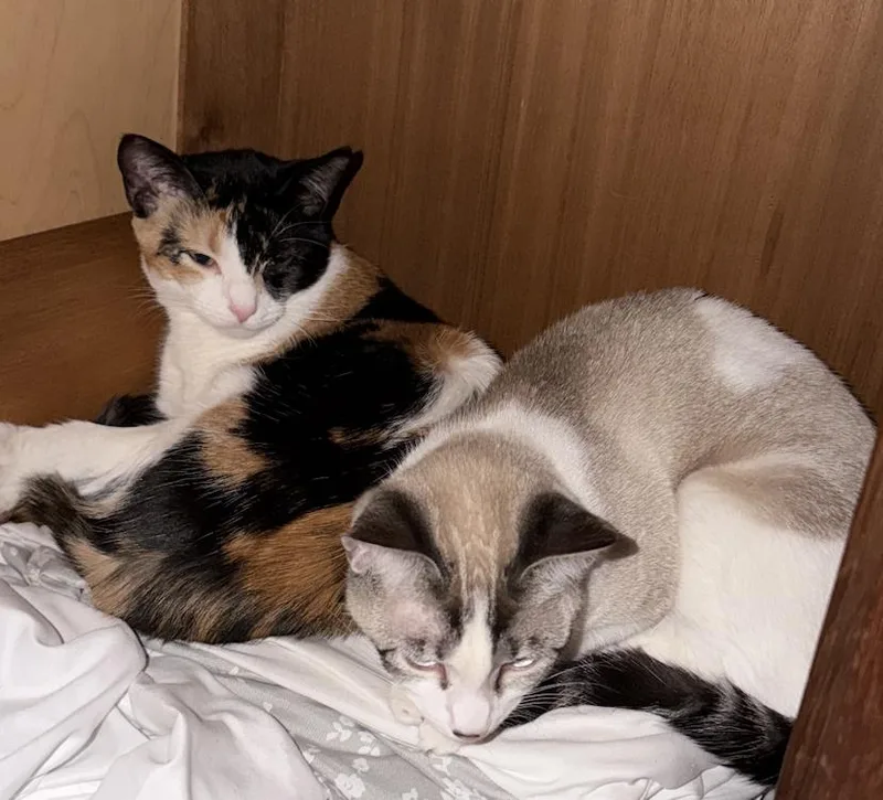 A young small-sized female Domestic Short Hair cat named Goopy Bonded with Polly for adoption in Decatur, GA