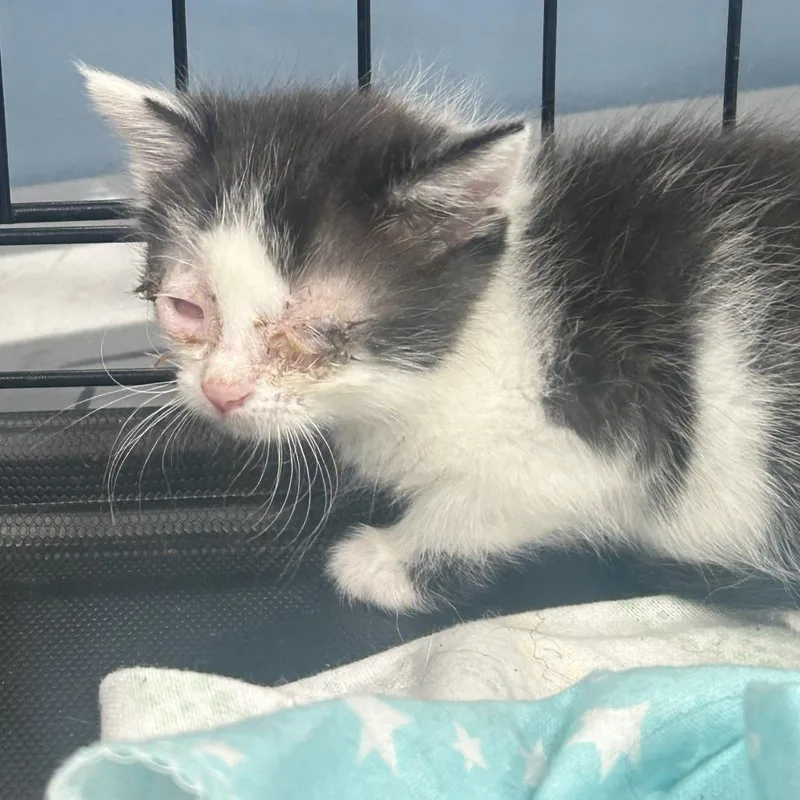 A baby small-sized female Gray / Blue / Silver Domestic Short Hair cat named Jerrie for adoption in Newark, NJ