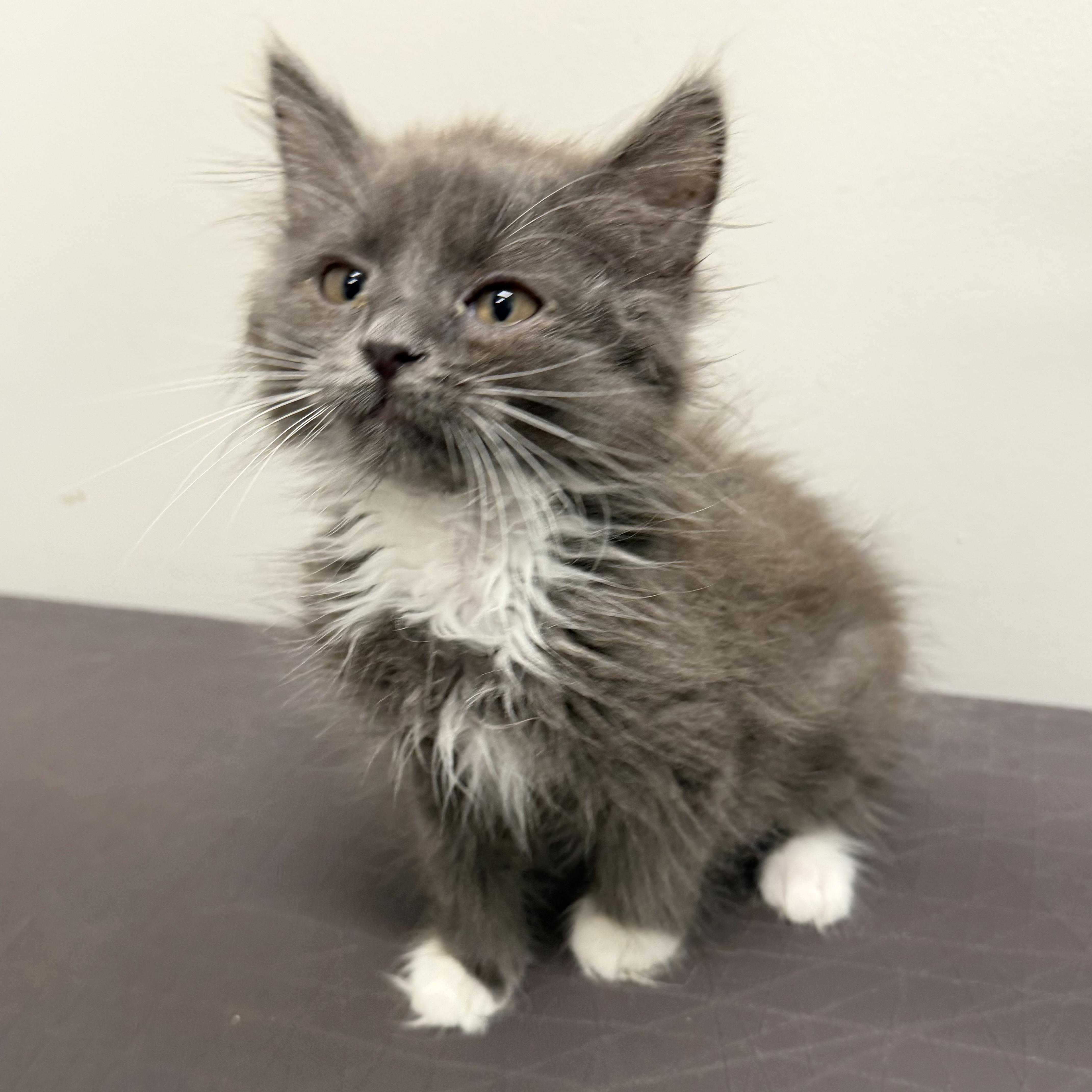 A baby medium-sized male Gray & White Domestic Medium Hair cat named Bunny for adoption in Libertyville, IL