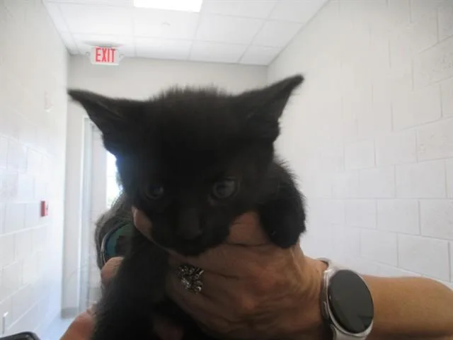 A baby small-sized female Domestic Short Hair cat named Divatox for adoption in Ocala, FL