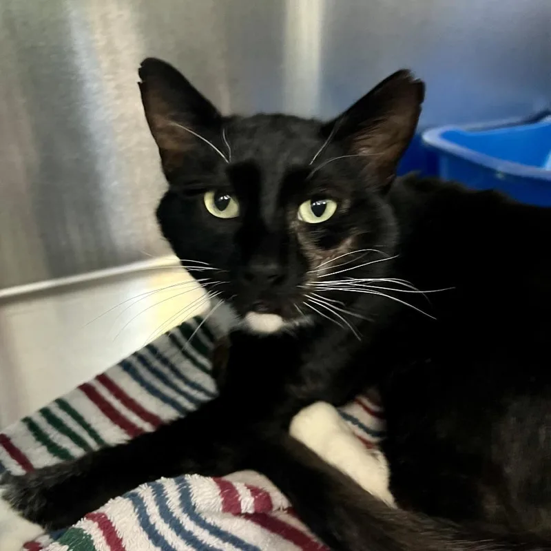 An adult medium-sized male Black Domestic Short Hair cat named Roy Anderson for adoption in Tacoma, WA