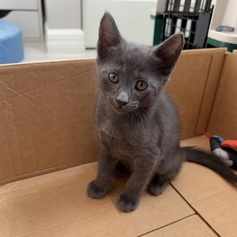 A baby small-sized male Gray / Blue / Silver Domestic Short Hair cat named Drumstick for adoption in Port Richey, FL