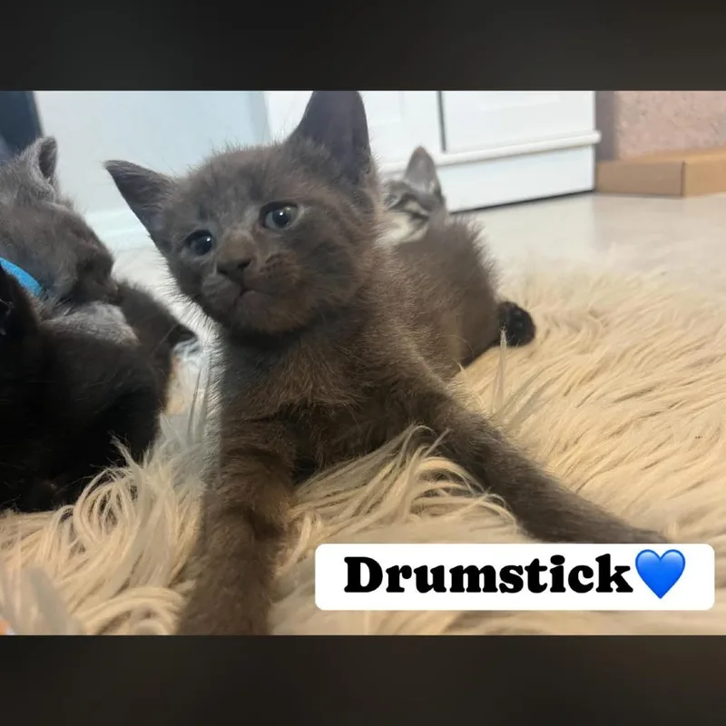 Drumstick thumbnail 3