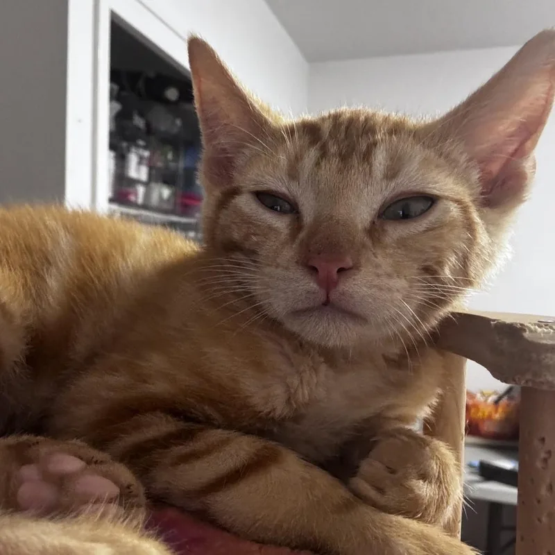 A baby small-sized male Orange / Red Domestic Short Hair cat named Dicky for adoption in Pleasanton, CA