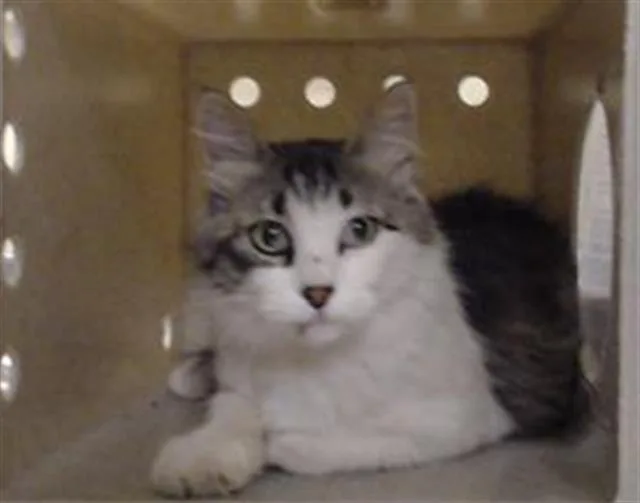 An adult small-sized female Domestic Medium Hair cat named Maybelline for adoption in Denver, CO