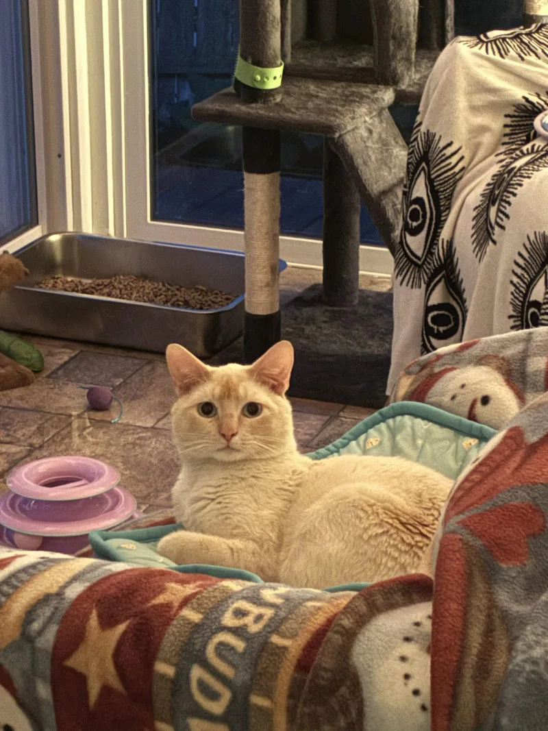 An adult medium-sized male Orange / Red Domestic Short Hair cat named Flame for adoption in Naugatuck, CT