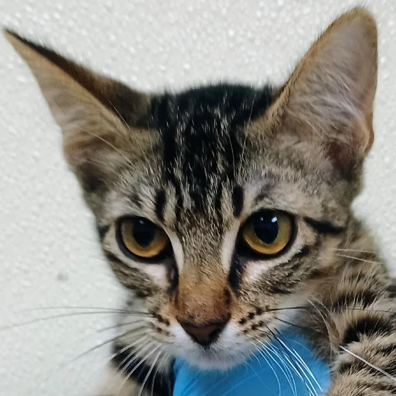 A baby small-sized female Brown / Chocolate Domestic Short Hair cat named ThelmaLee for adoption in Palestine, TX