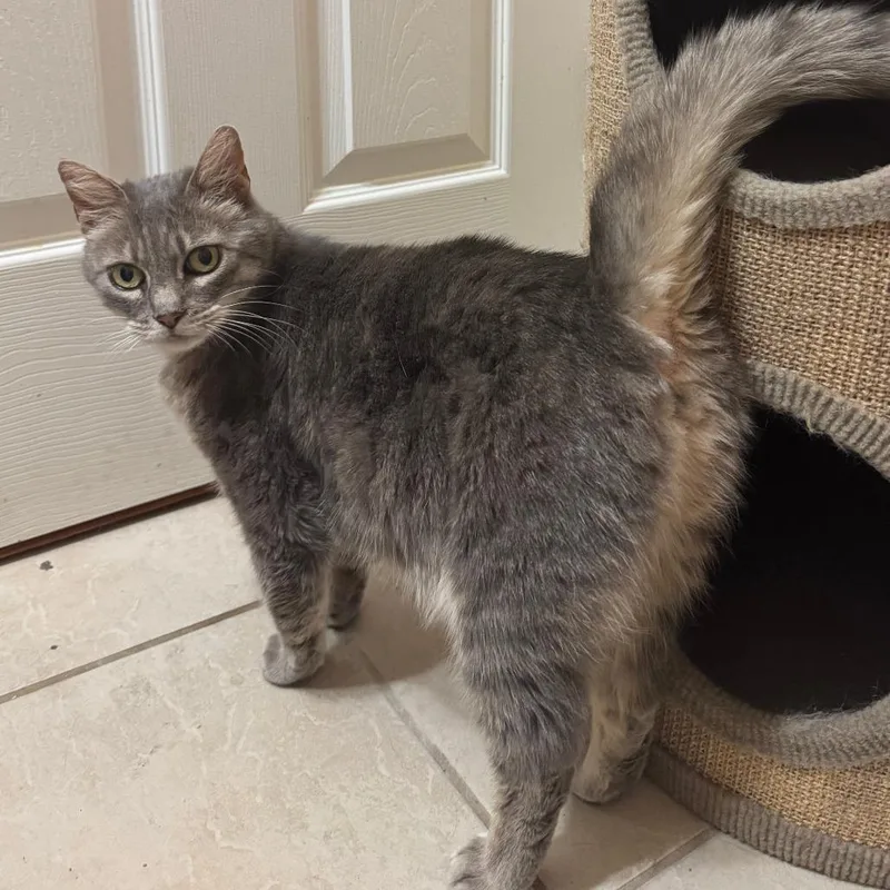 An adult medium-sized female Gray / Blue / Silver Domestic Long Hair cat named Sky for adoption in Redwood City, CA