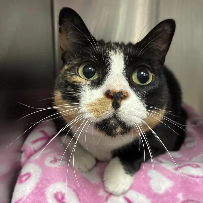 An adult large-sized female Calico Domestic Short Hair cat named Biscuit for adoption in Fredericksburg, VA