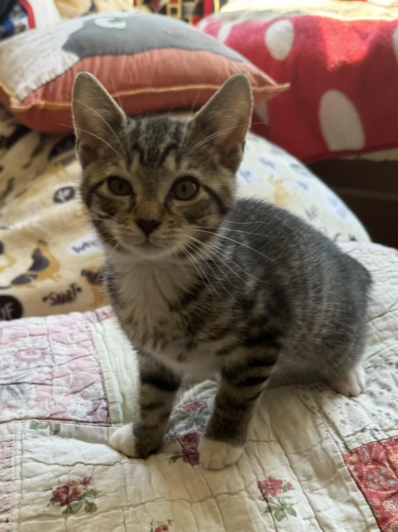 A baby medium-sized male Domestic Short Hair cat named Micah for adoption in Gettysburg, PA