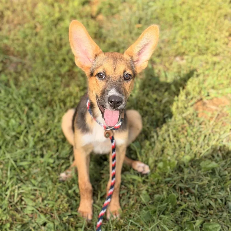 A baby medium-sized female Black German Shepherd Dog dog named Pam for adoption in Sparta, NJ