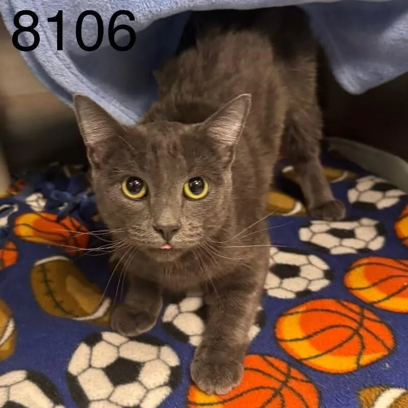 A young medium-sized female Gray / Blue / Silver Domestic Short Hair cat named Lady Penelope Von Toebeans for adoption in St. Paul, MN