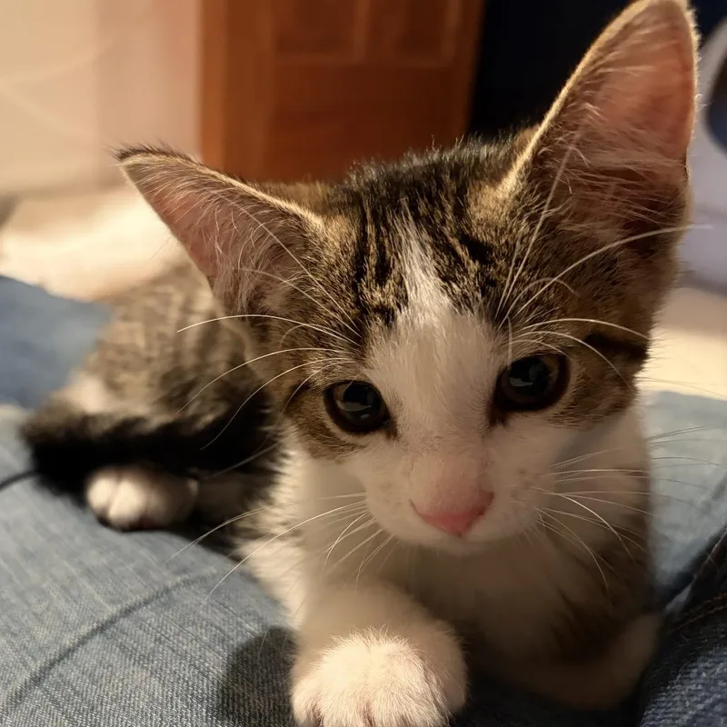 A baby small-sized male Brown / Chocolate Domestic Medium Hair cat named Giblet C for adoption in Princeton, MN