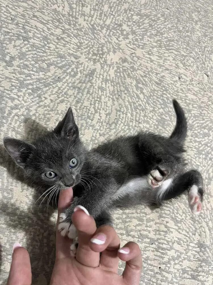 A baby small-sized female Gray & White Domestic Short Hair cat named Grey for adoption in Bossier City, LA