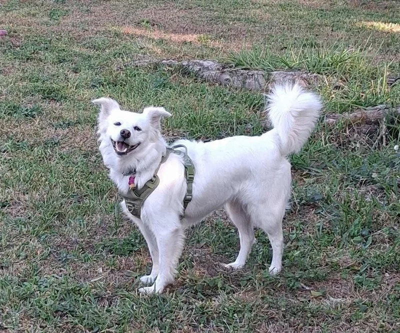 An adult medium-sized female American Eskimo Dog dog named Luna for adoption in Winter Park, FL