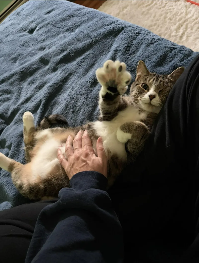 Maple & Waffles thumbnail 2