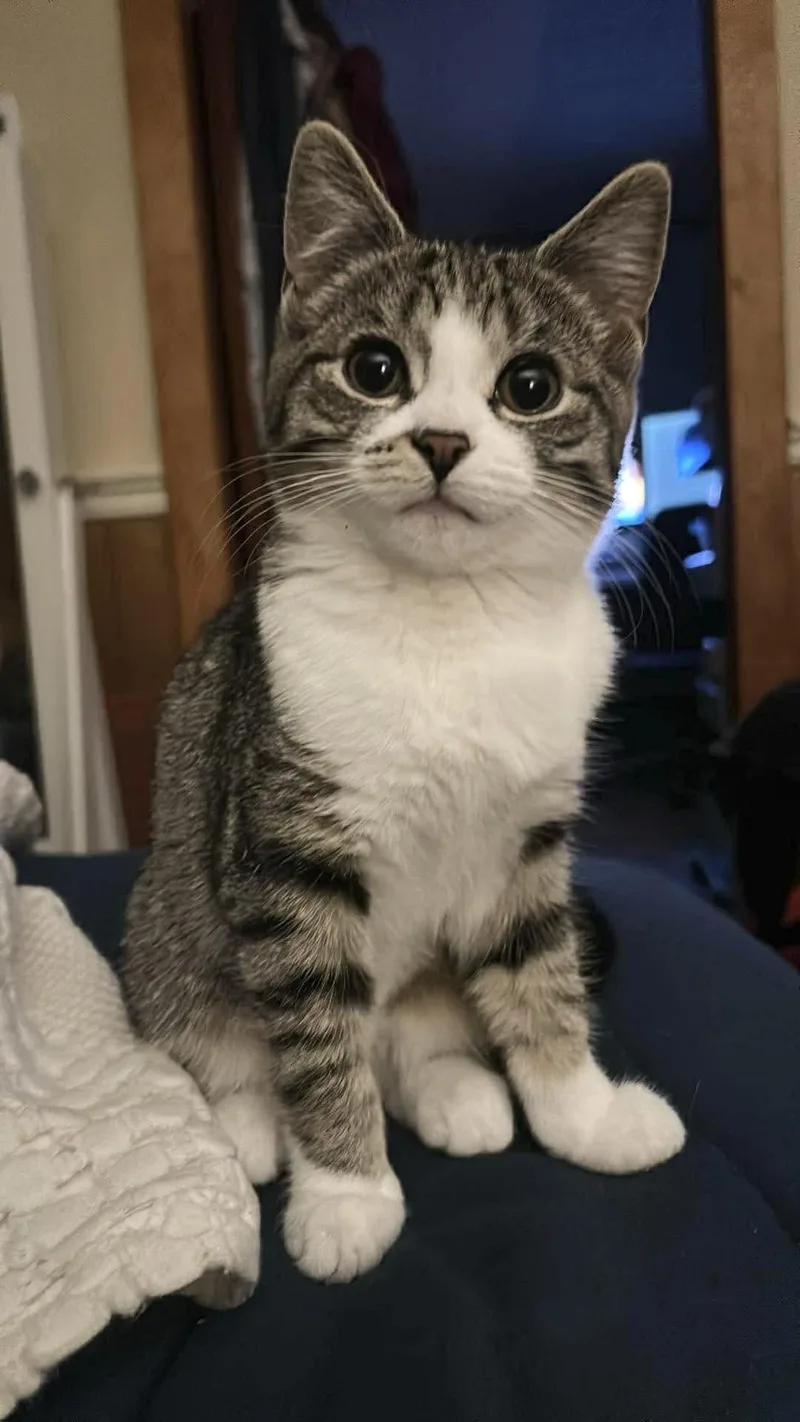 Maple & Waffles thumbnail 3