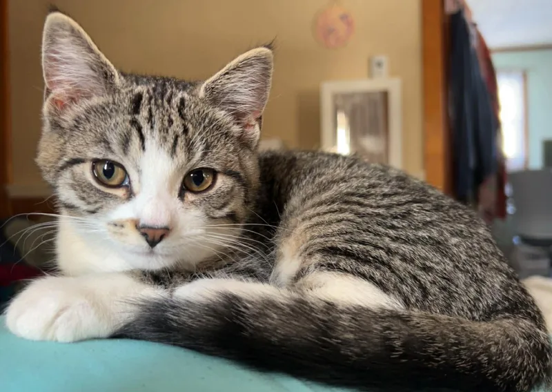 Maple & Waffles thumbnail 4