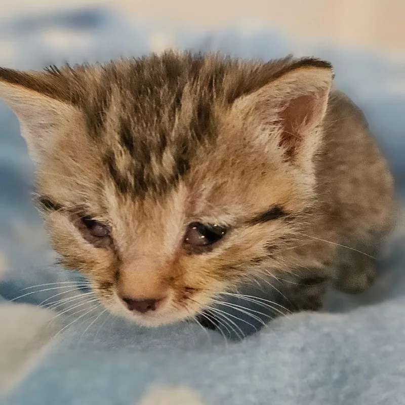 A baby small-sized female Brown / Chocolate Domestic Short Hair cat named Winona for adoption in Newport, TN