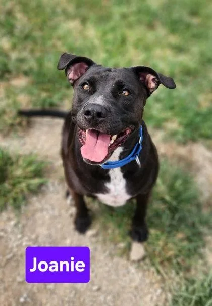 A young large-sized female Staffordshire Bull Terrier dog named Joanie for adoption in Clinton, MO