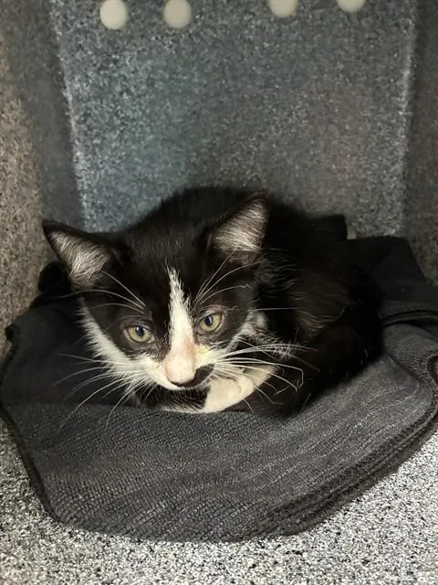 A baby small-sized female Domestic Short Hair cat named Bahama Mama for adoption in Naples, FL