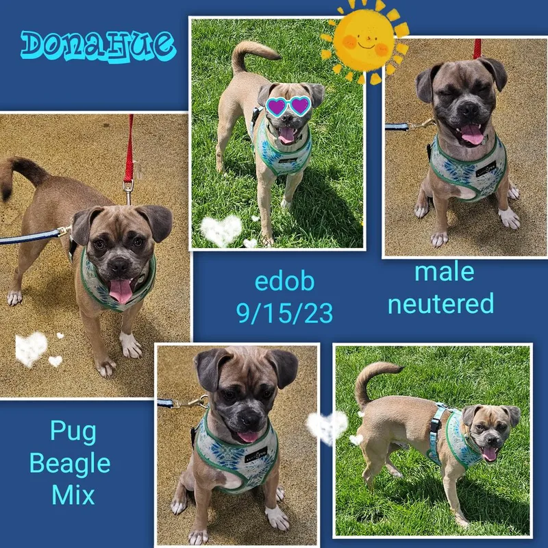An adult small-sized male Yellow / Tan / Blond / Fawn Puggle dog named Donahue MDT  Lots for adoption in Missouri City, TX