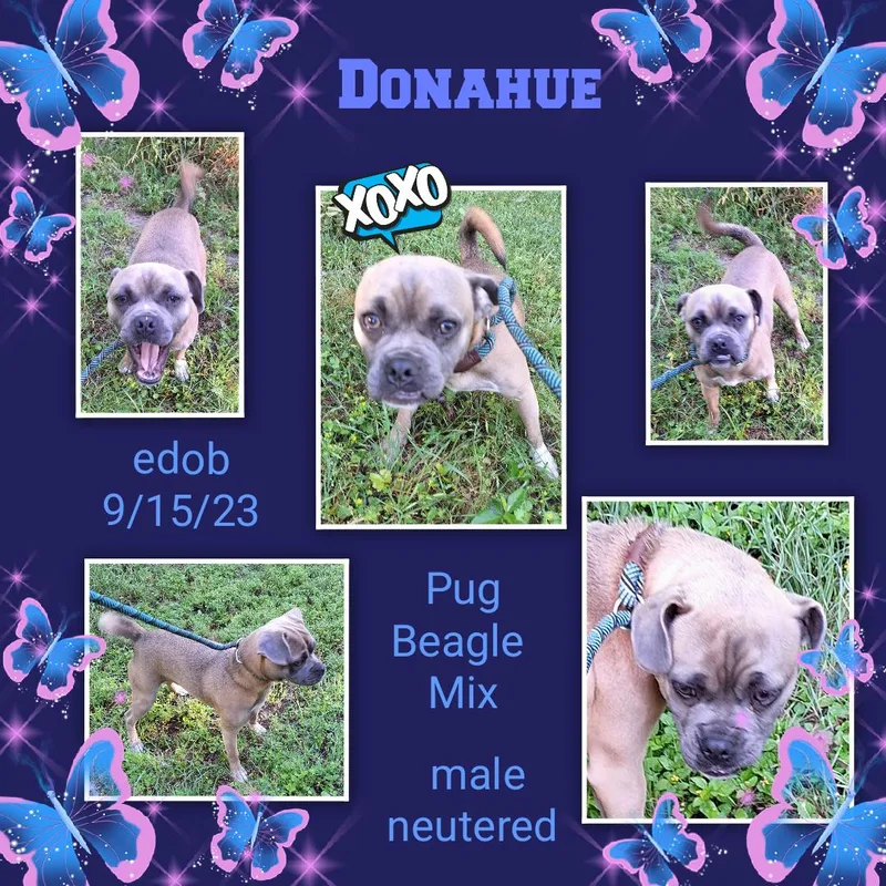 Donahue MDT  Lots thumbnail 2