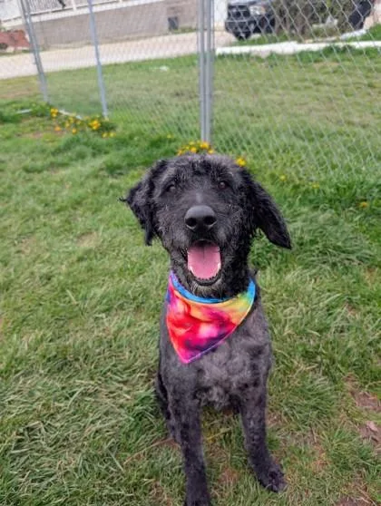 An adult medium-sized male Goldendoodle dog named Nelson for adoption in Moundsville, WV