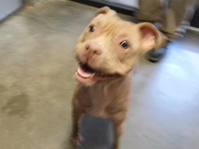 A young medium-sized female Pit Bull Terrier dog named Hydrangea for adoption in Tulsa, OK