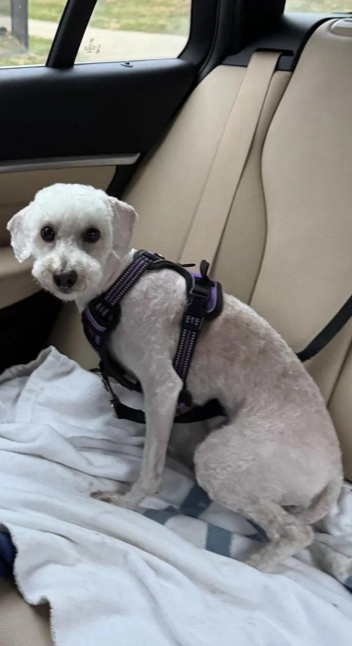 A young small-sized male Poodle dog named Algernon for adoption in Chester Springs, PA
