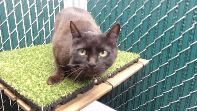 An adult medium-sized female Domestic Short Hair cat named Hunter for adoption in Downey, CA