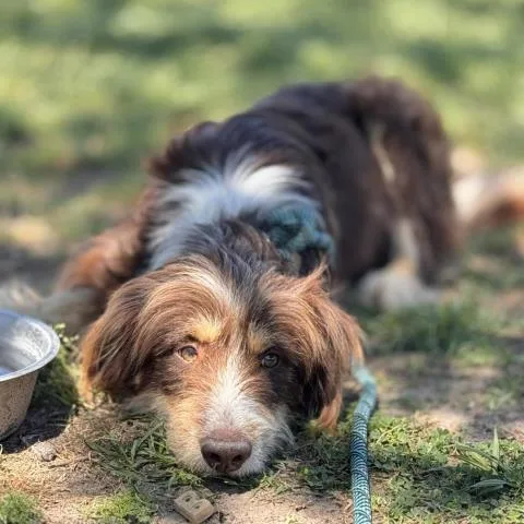 An adult medium-sized male Tibetan Terrier dog named Geoff for adoption in Conroe, TX