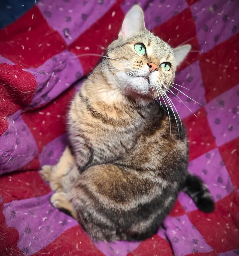 A young small-sized female Tabby (Gray / Blue / Silver) Domestic Short Hair cat named Emerald for adoption in Mankato, MN
