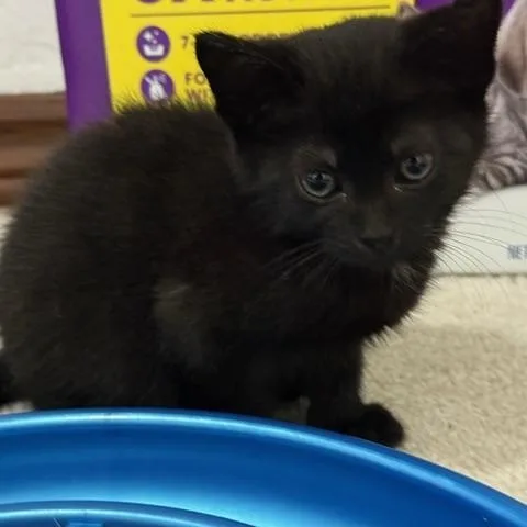 A baby small-sized male Black Domestic Short Hair cat named Dashboard for adoption in Hudsonville, MI
