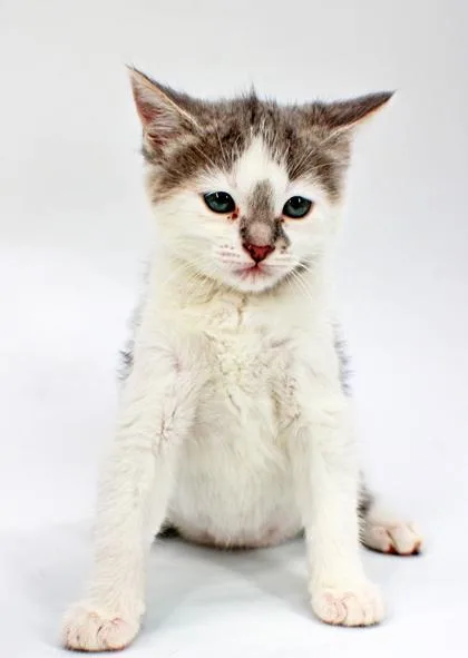 A baby small-sized female Domestic Short Hair cat named Jalapeno for adoption in Morton Grove, IL