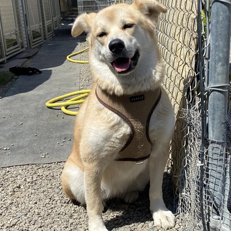 Chee Yoo thumbnail 2