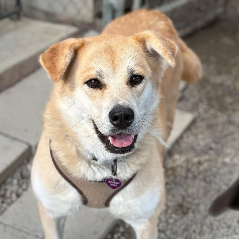 Chee Yoo thumbnail 3